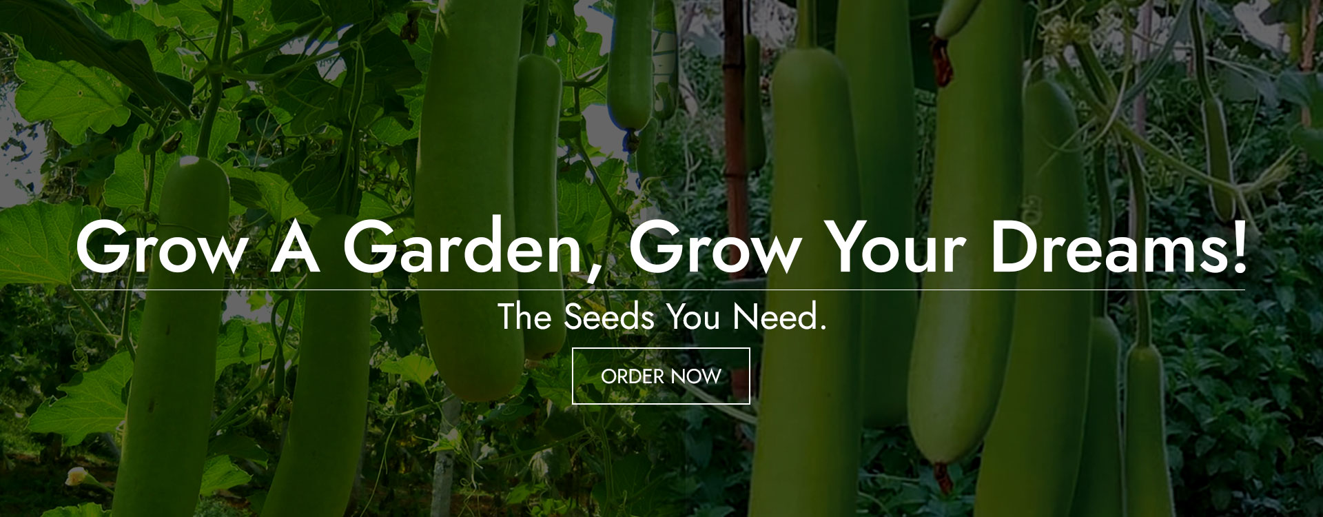 AD_Seeds_Banner