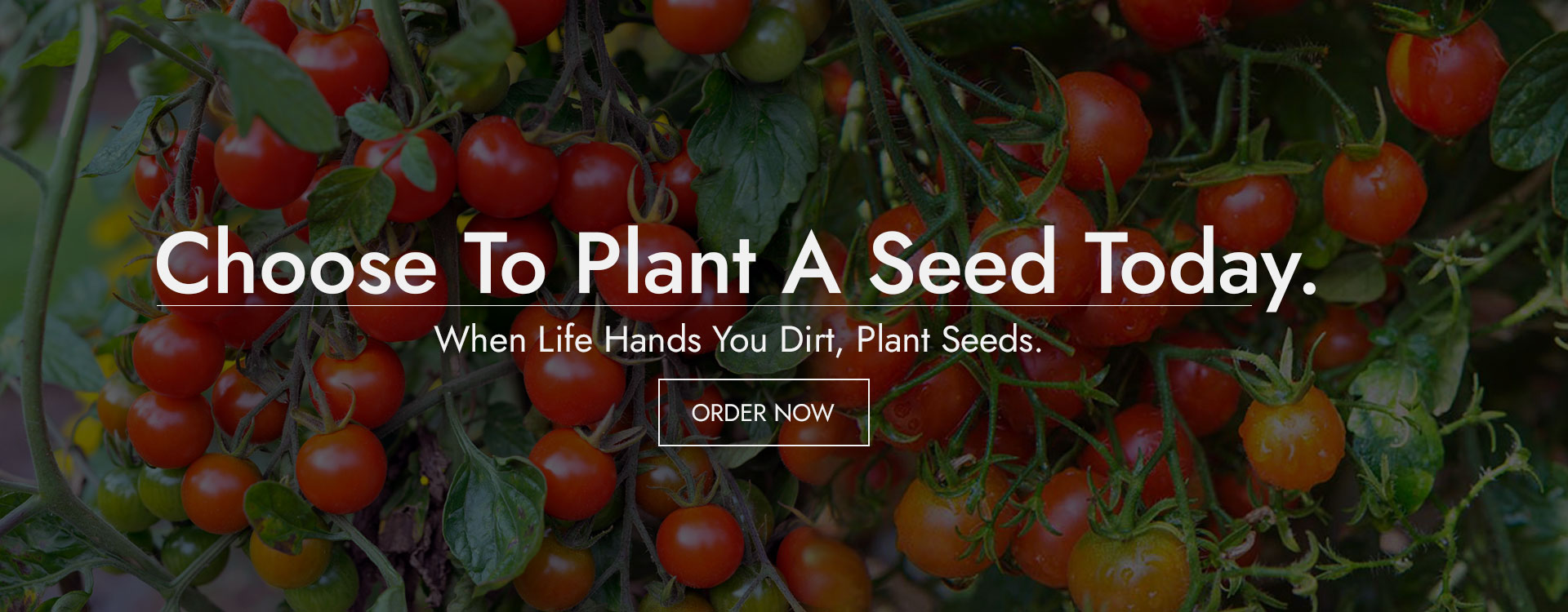AD_Seeds_Banner_2