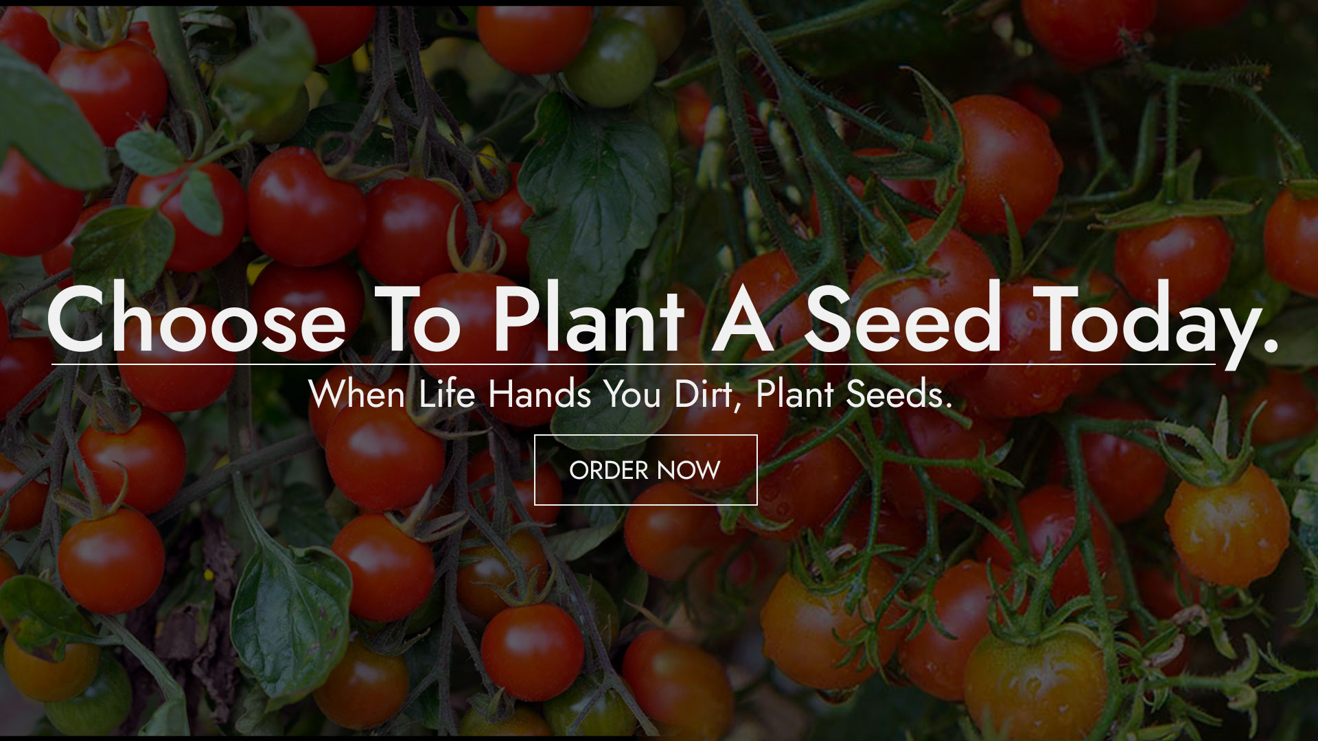 AD_Seeds_Banner_2_Mobile