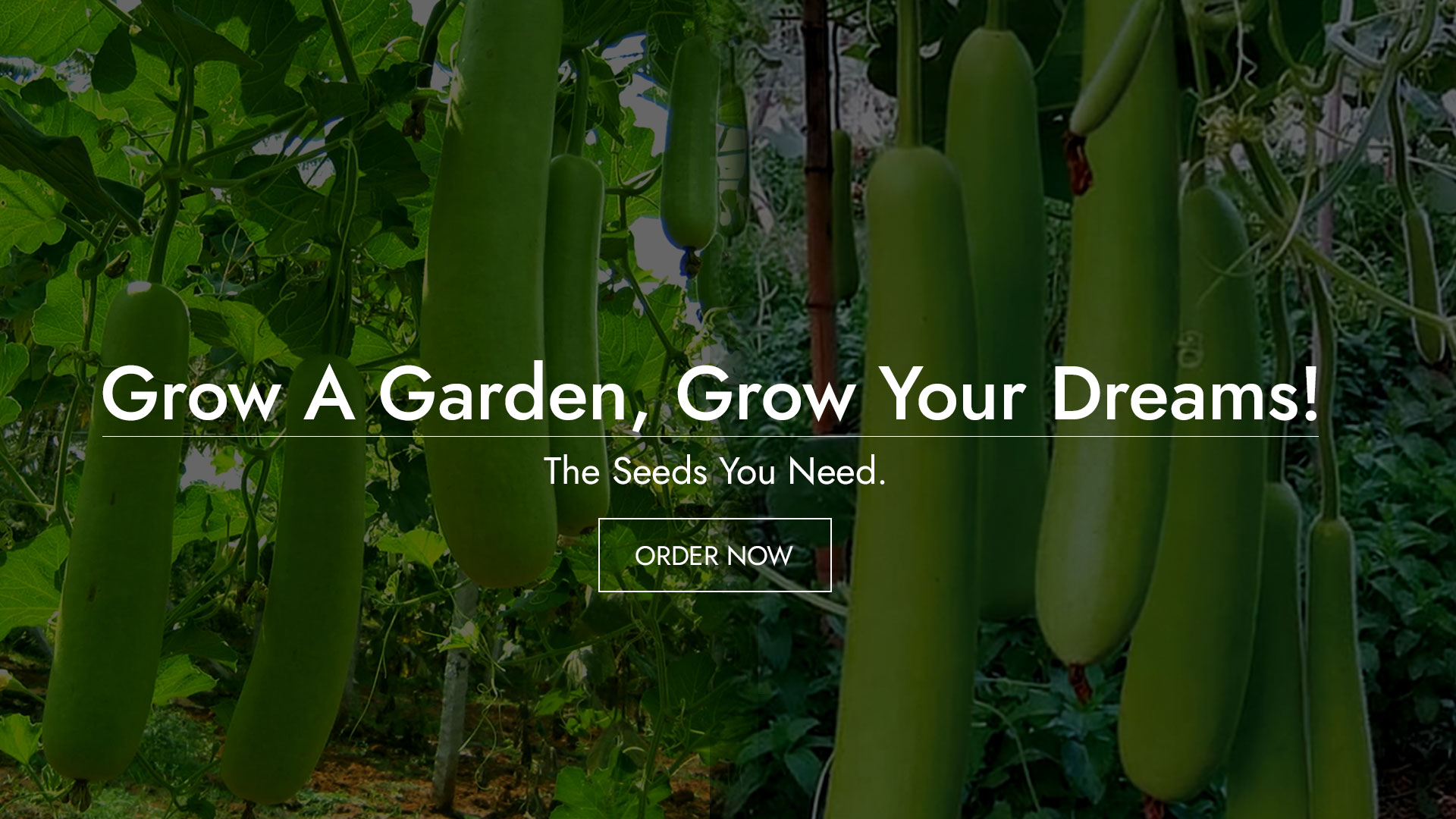 AD_Seeds_Banner_Mobile